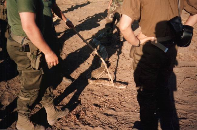 lattarulo_32_small.jpg