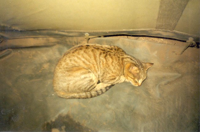 miciamascotte.jpg